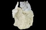 Tall, Miocene Fossil Gastropod Cluster - France #113708-2